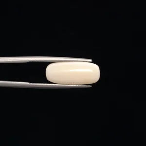 White Coral - 3267