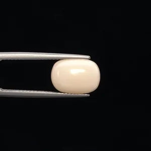 White Coral - 3250
