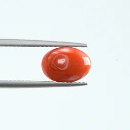 Natural Red Coral - 2.64ct
