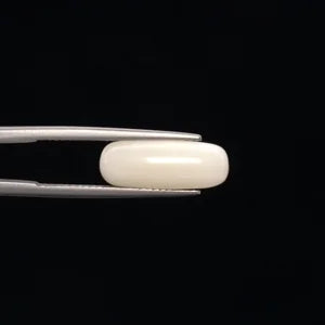 White Coral - 3263