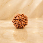 Rudraksha
